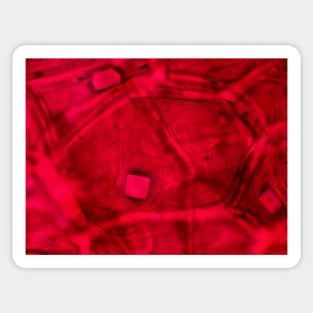 Red onion skin with oxalate crystals under the microscope Sticker